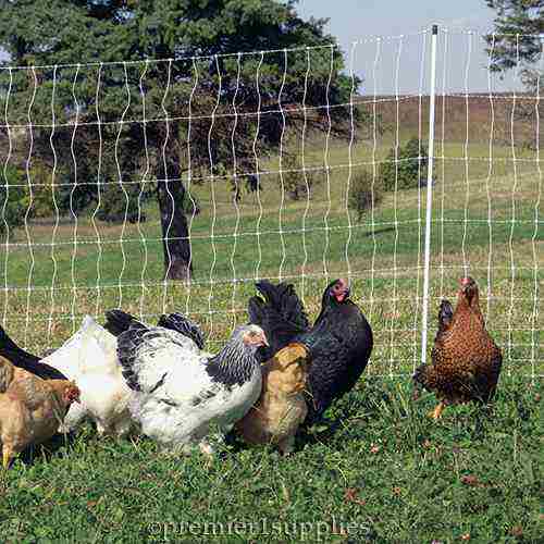 POULTRYNET® PLUS 12/48/3 KITS (BLACK/WHITE)