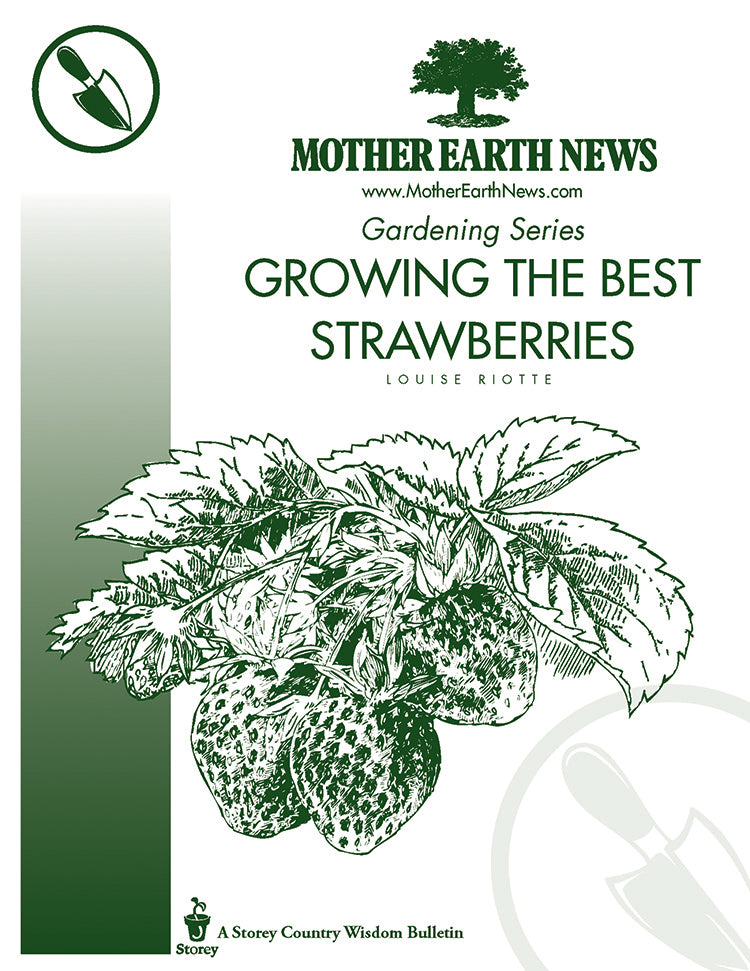 Growing The Best Strawberries E Handbook Mother Earth News