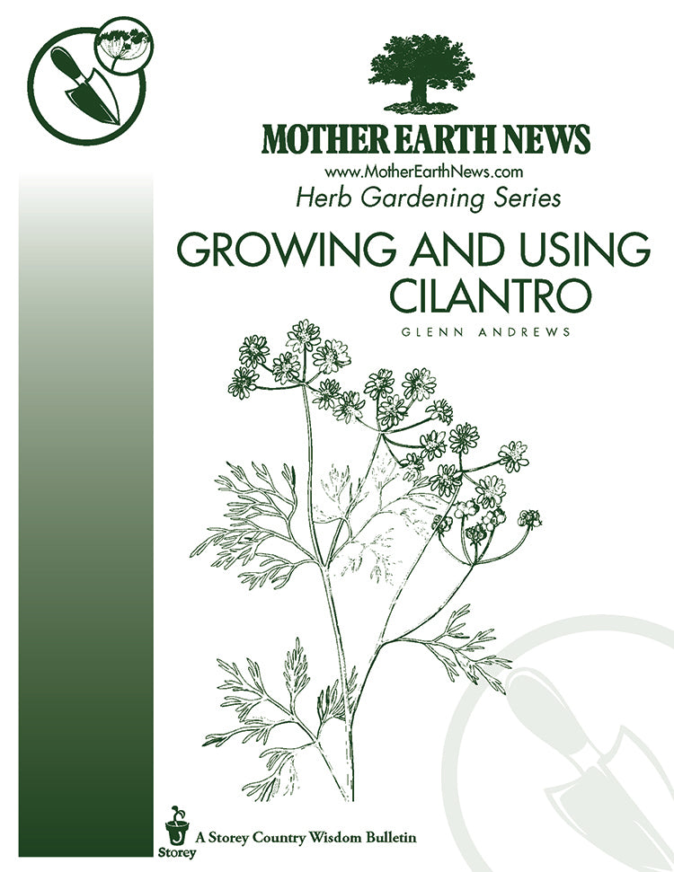 Growing And Using Cilantro E Handbook Mother Earth News