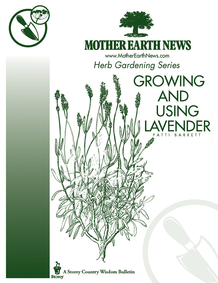 Growing And Using Lavender E Handbook Mother Earth News