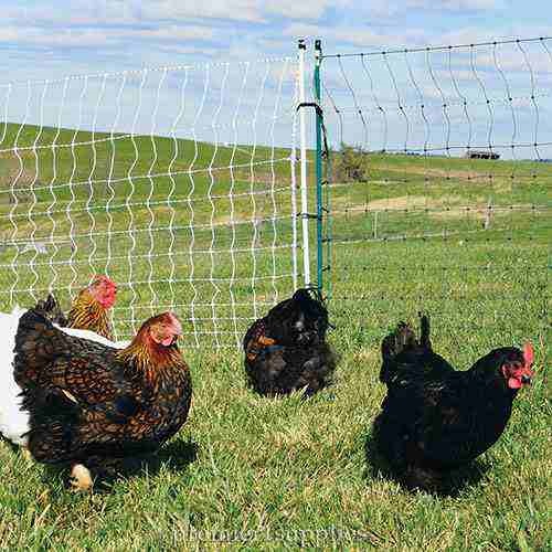 POULTRYNET® PLUS 12/42/3 STARTER KIT (BLACK/WHITE) – Mother Earth News