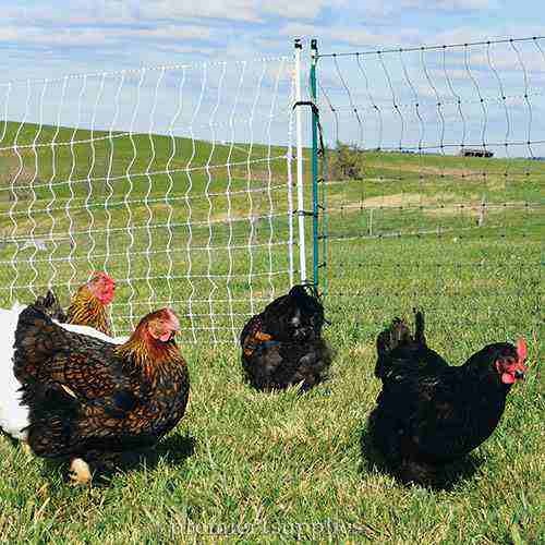 Poultry nets & electric fencing