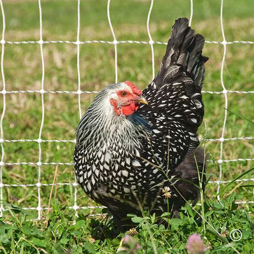 POULTRYNET® PLUS 12/48/3 STARTER KIT (BLACK/WHITE) – Mother Earth News