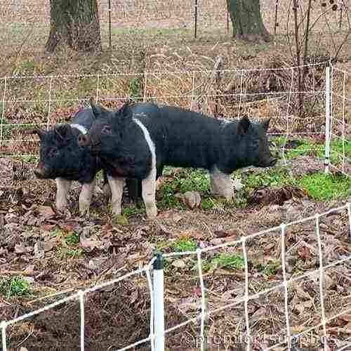 PIG QUIKFENCE® 6/30/12 STARTER KIT (BLACK/WHITE)