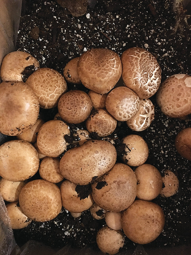 BUTTON MUSHROOM FRUITING KIT