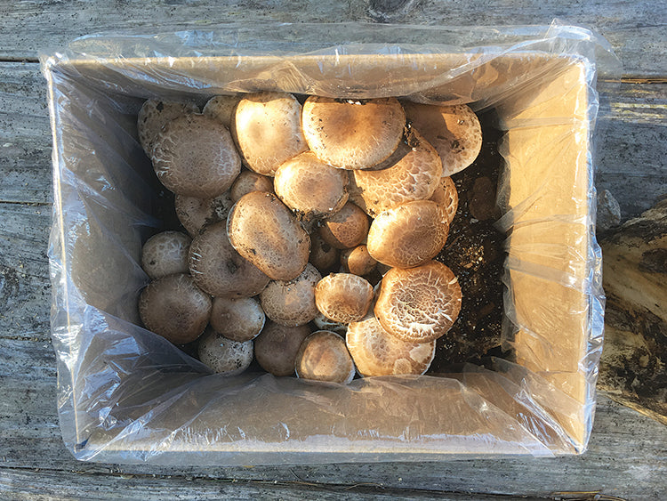 BUTTON MUSHROOM FRUITING KIT